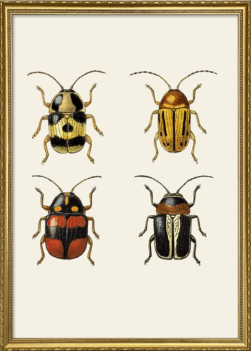 Coleoptera IV detail