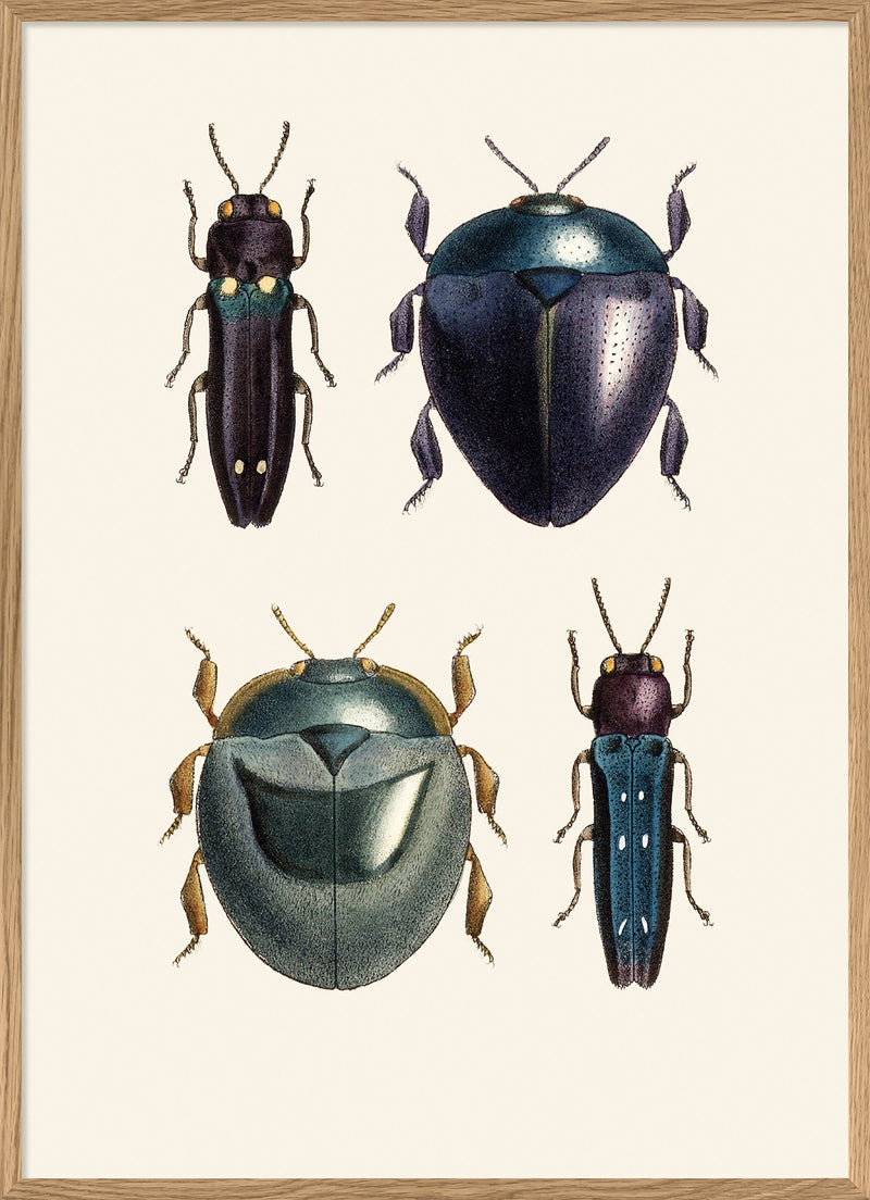 Coleoptera VIII detail