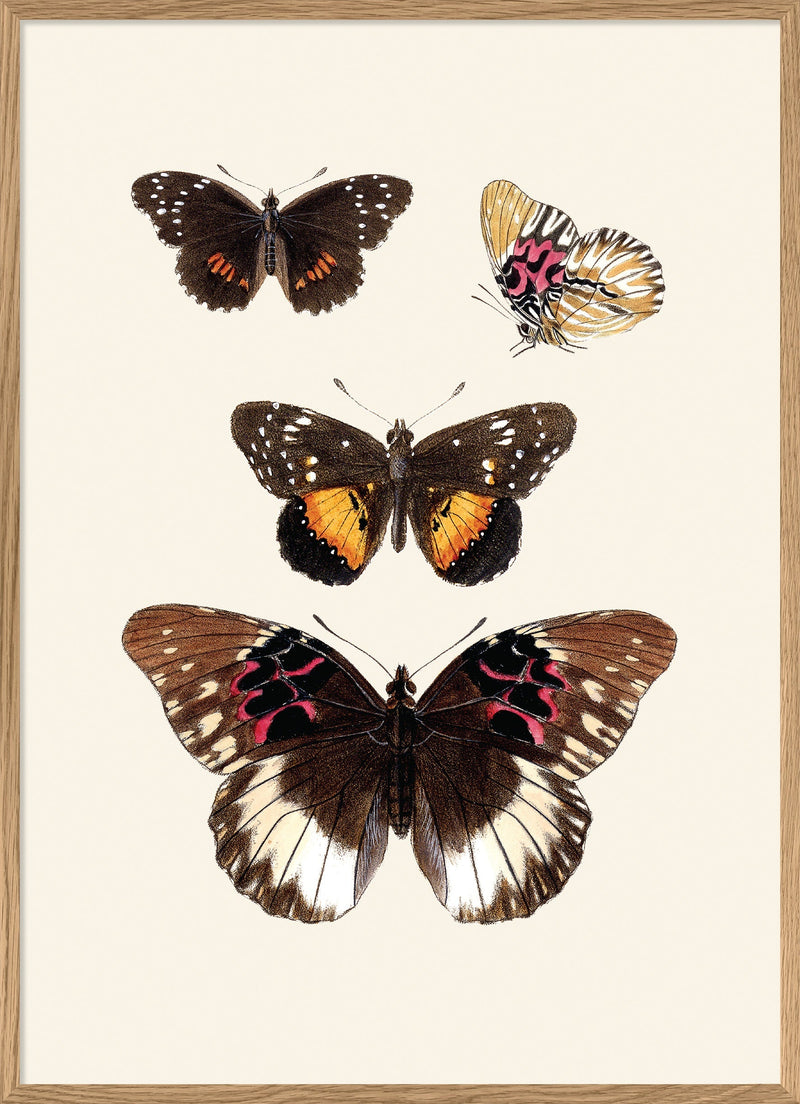 Rhopalocera II detail