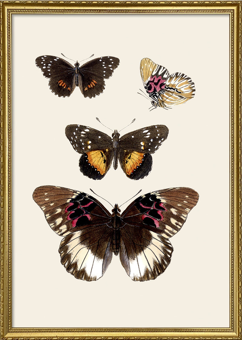 Rhopalocera II detail