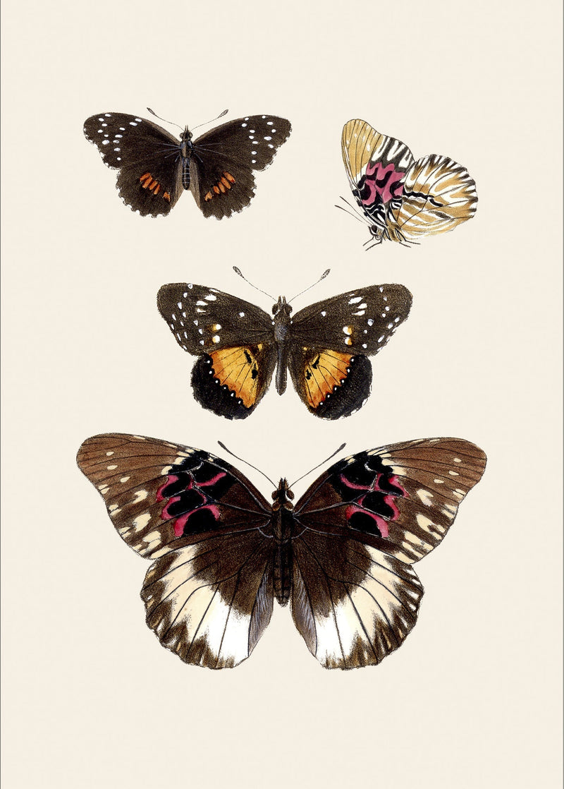 Rhopalocera II detail