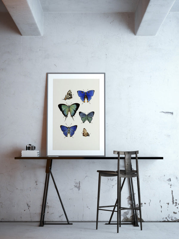 Rhopalocera III detail