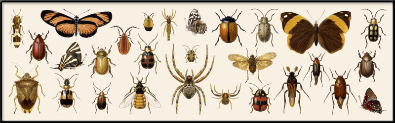 Butterflies, Beetles and Spiders