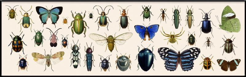 Butterflies and Beetles