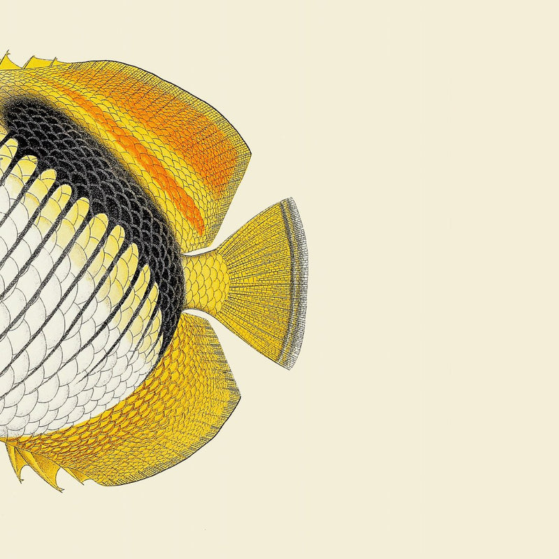 white Yellow Fish Tail