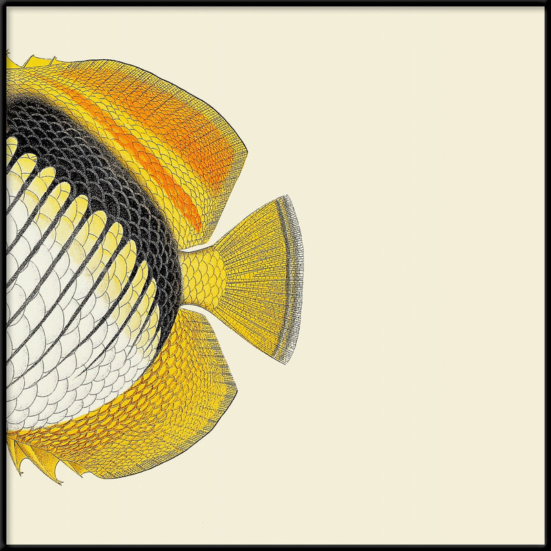 white Yellow Fish Tail