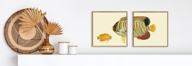 Regal Angelfish Head