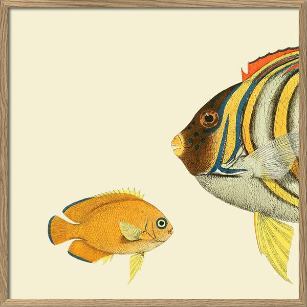 Regal Angelfish Head