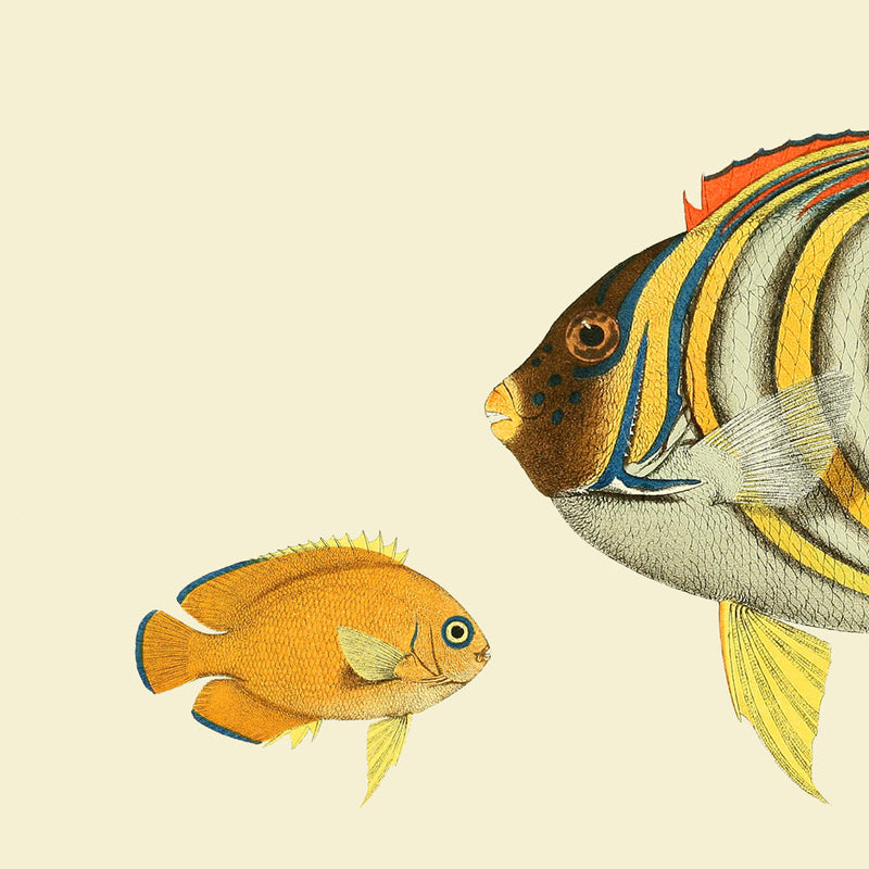 Regal Angelfish Head