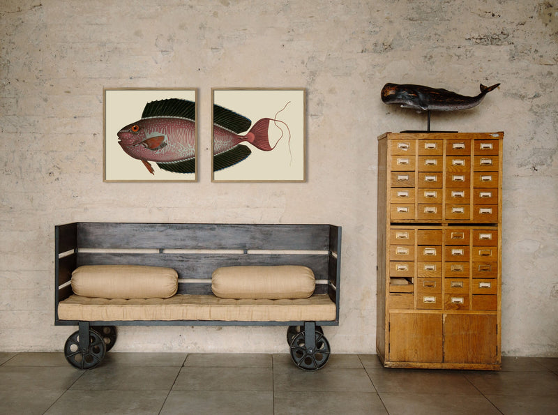 Bignose Unicornfish Head