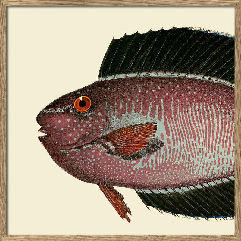 Bignose Unicornfish Head