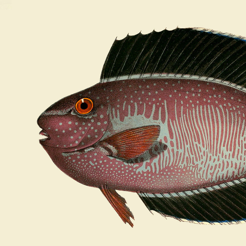 Bignose Unicornfish Head