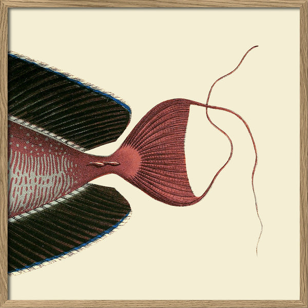 Bignose Unicornfish Tail