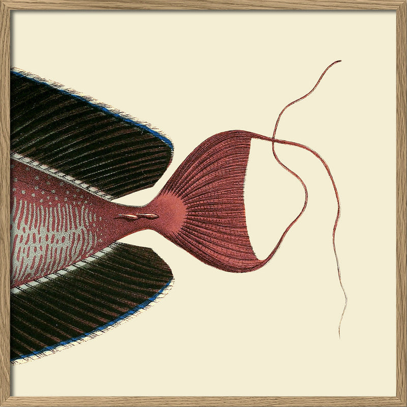 Bignose Unicornfish Tail