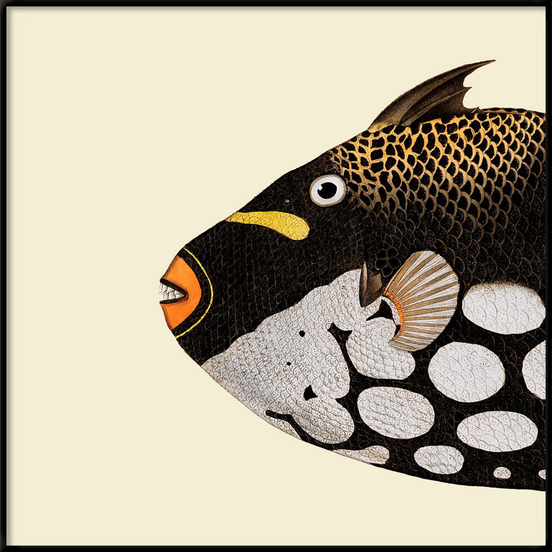 Dot Galore Fish Head