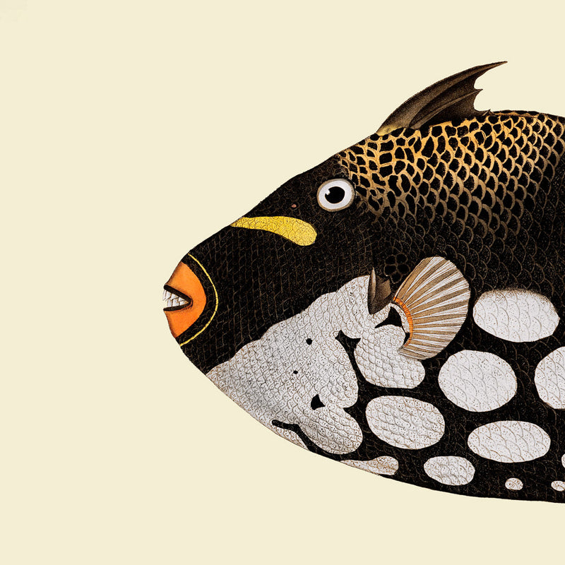 Dot Galore Fish Head