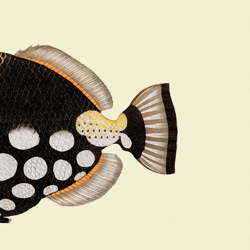 Dot Galore Fish Tail