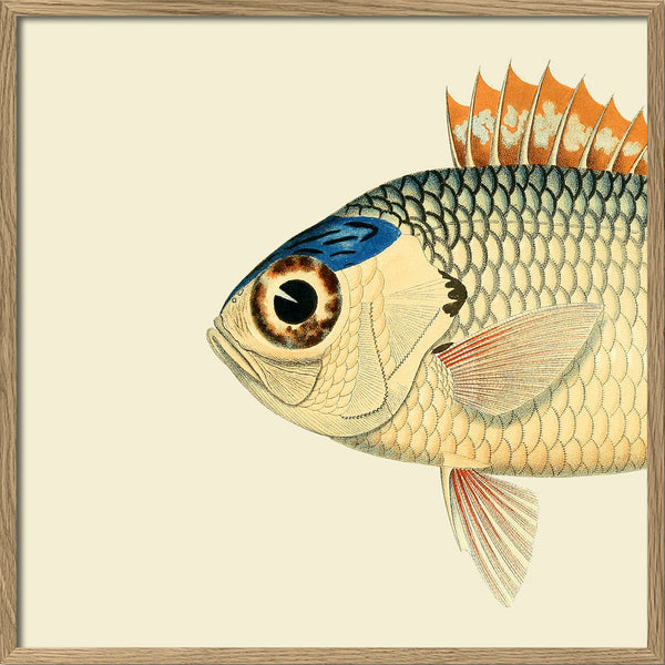 Pinecone Soldierfish Head