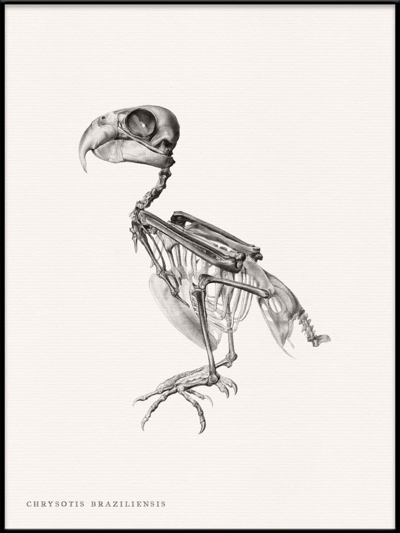 Chrysotis Braziliensis