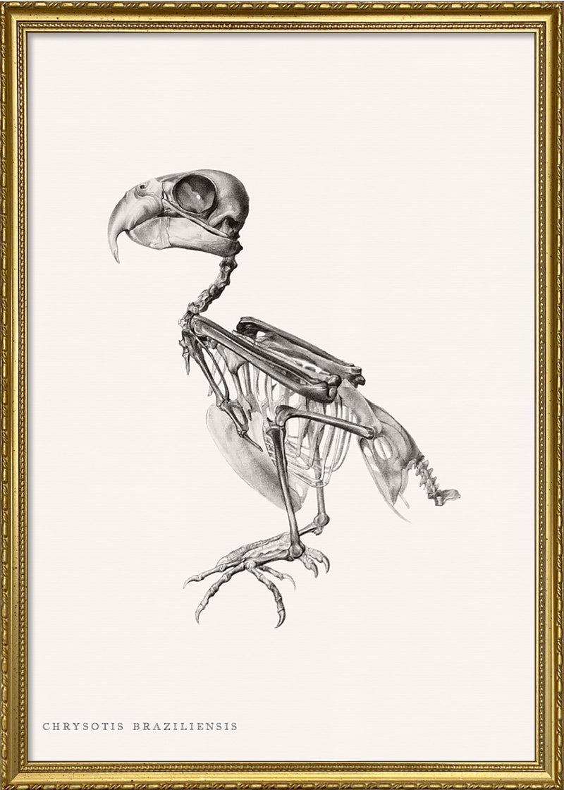 Chrysotis Braziliensis