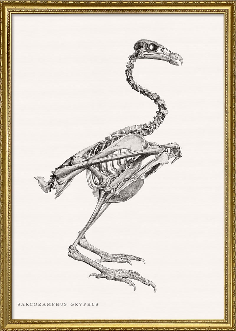 Sarcoramphus Gryphus