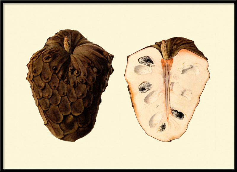 Cherimoya