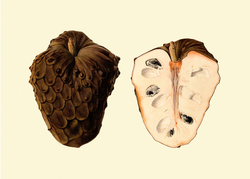 Cherimoya