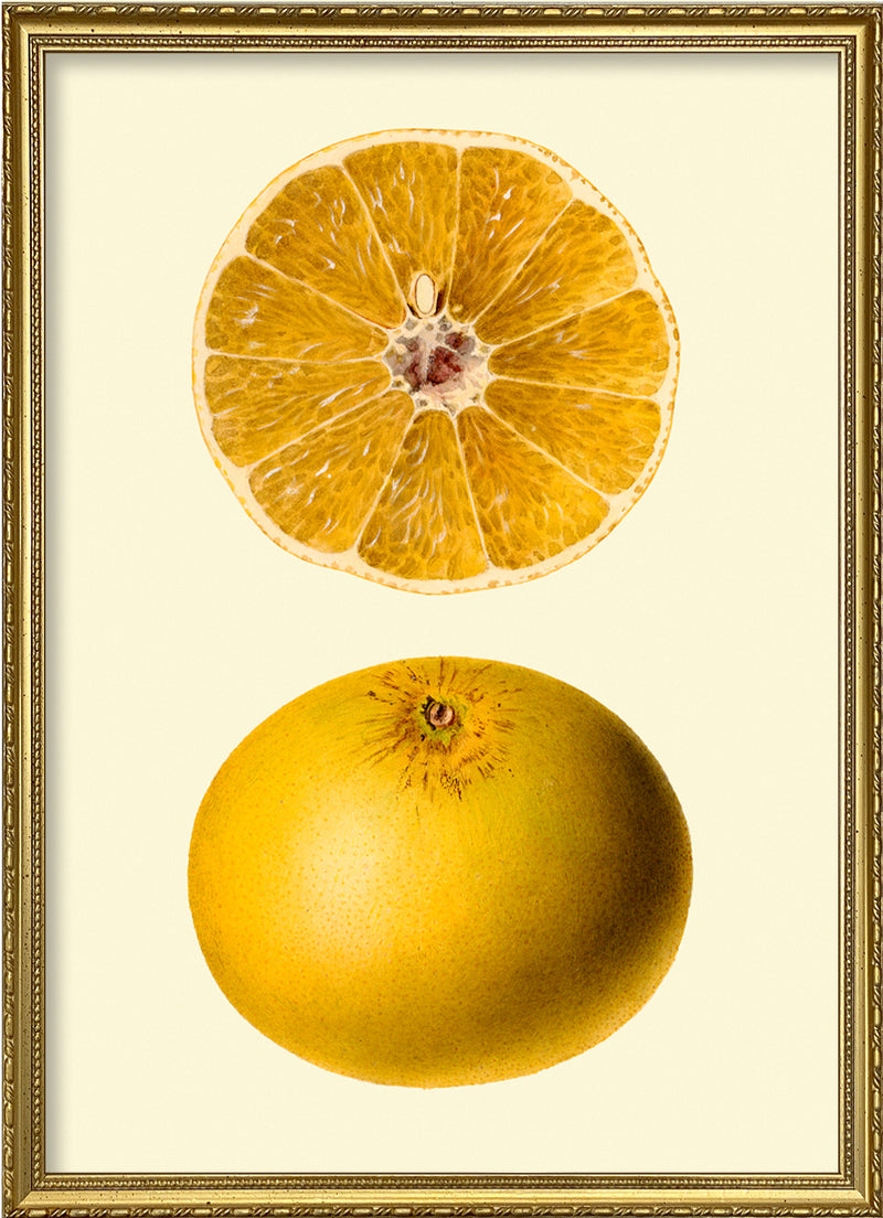 Grapefruit