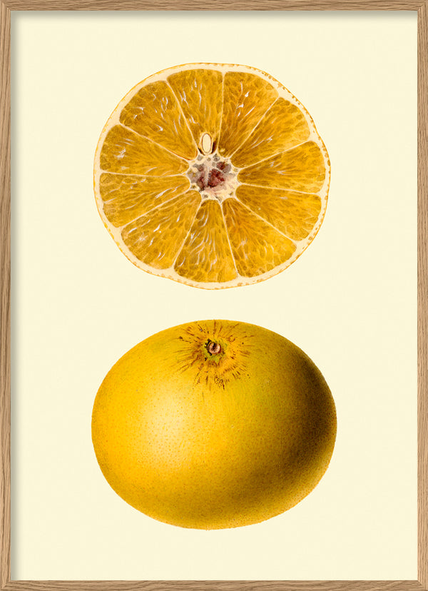 Grapefruit