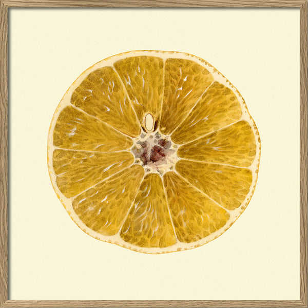 Grapefruit open