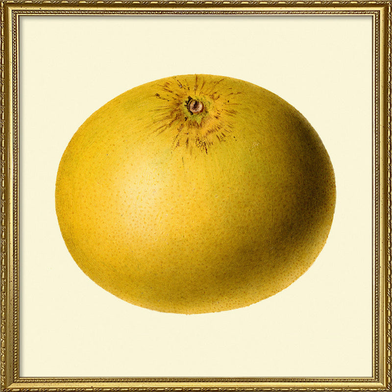 Grapefruit closed