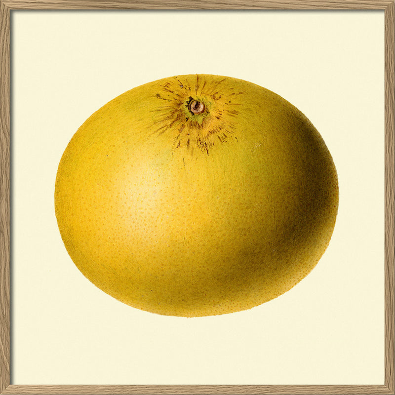 Grapefruit closed