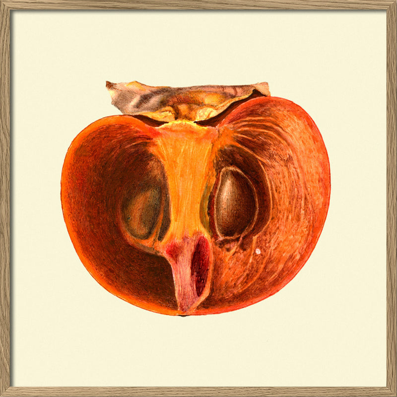 Sharon fruit open