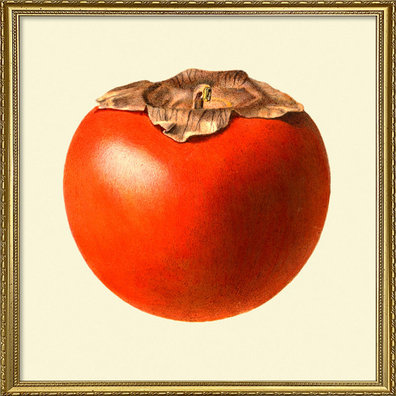 Sharon fruit closed