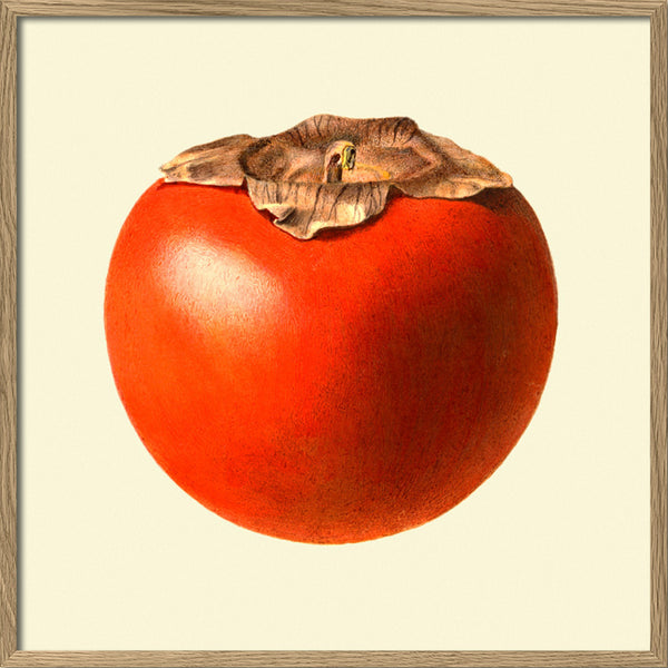 Sharon fruit closed