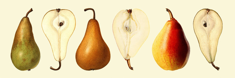 Pear