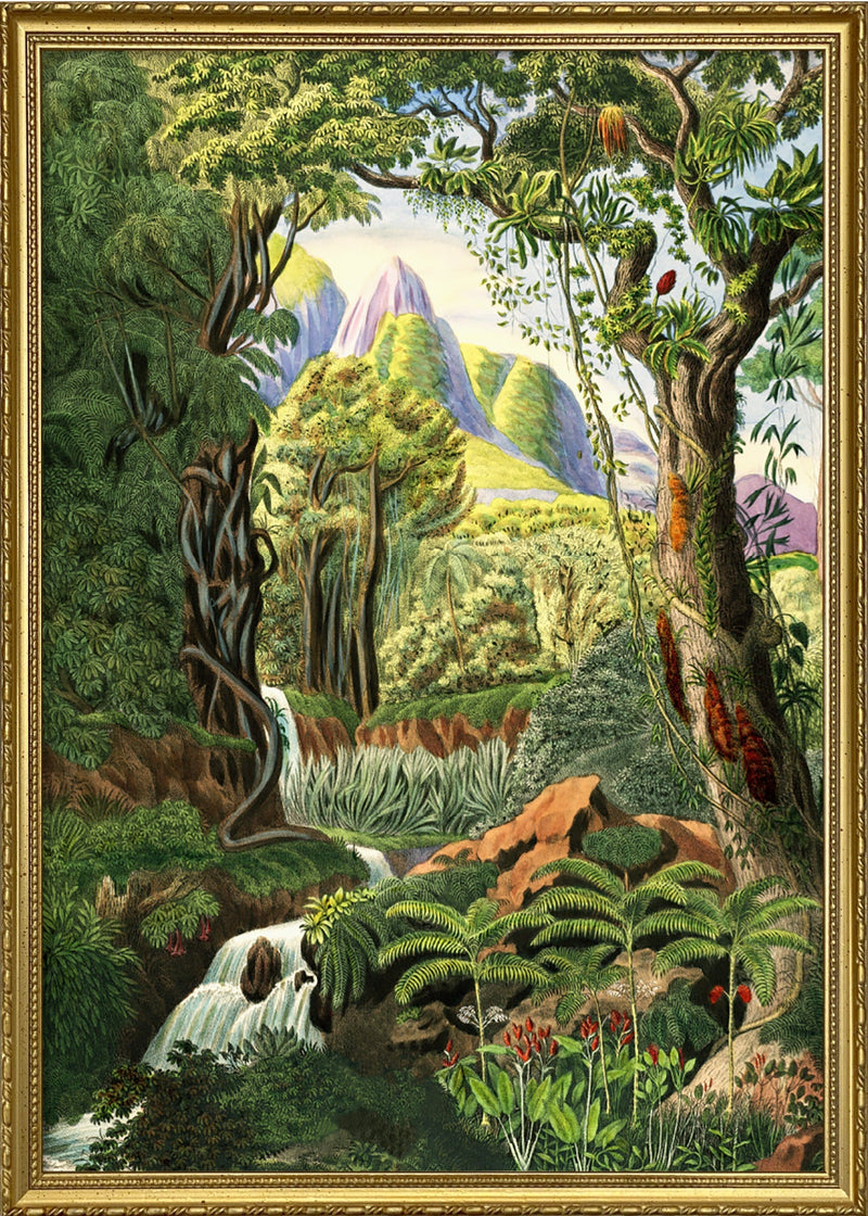 Jungle Scenery