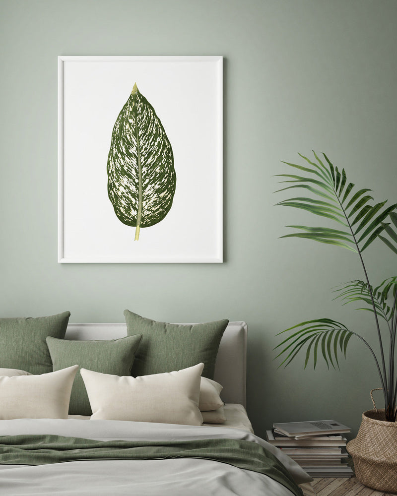 dieffenbachia bedroom Dieffenbachia Seguina – The Dybdahl Co