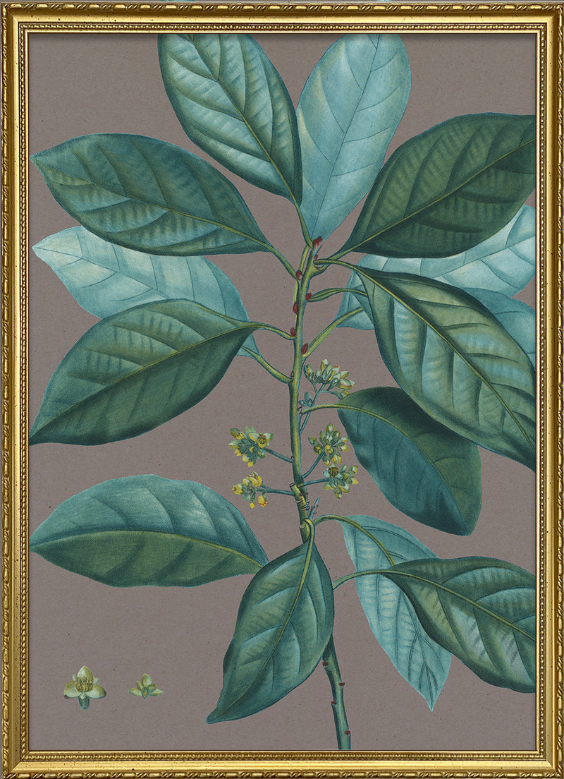 Laurus borbonia - Laurier bourbon