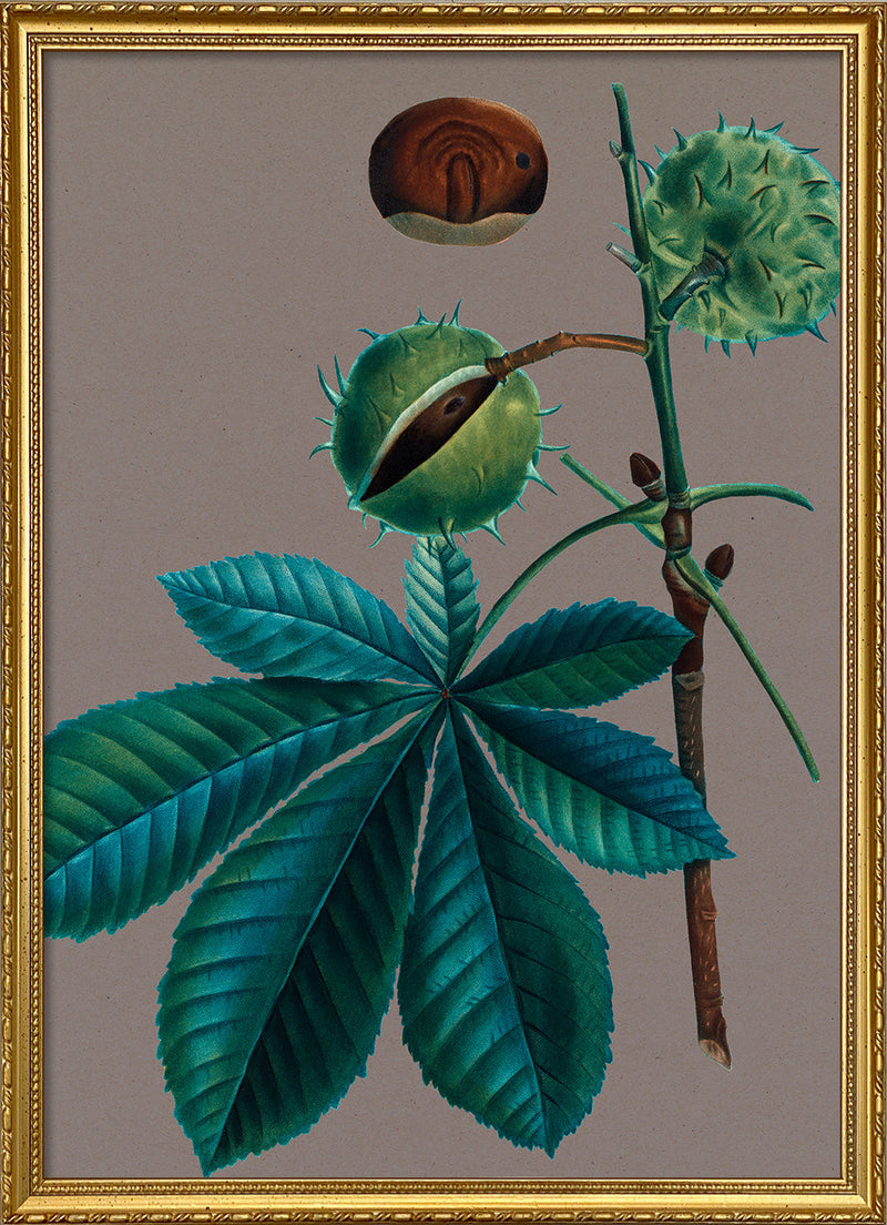 Æsculus hippocastanum - Marronier d'Inde