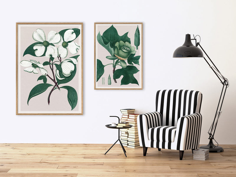 Liriodendron Tulipifera