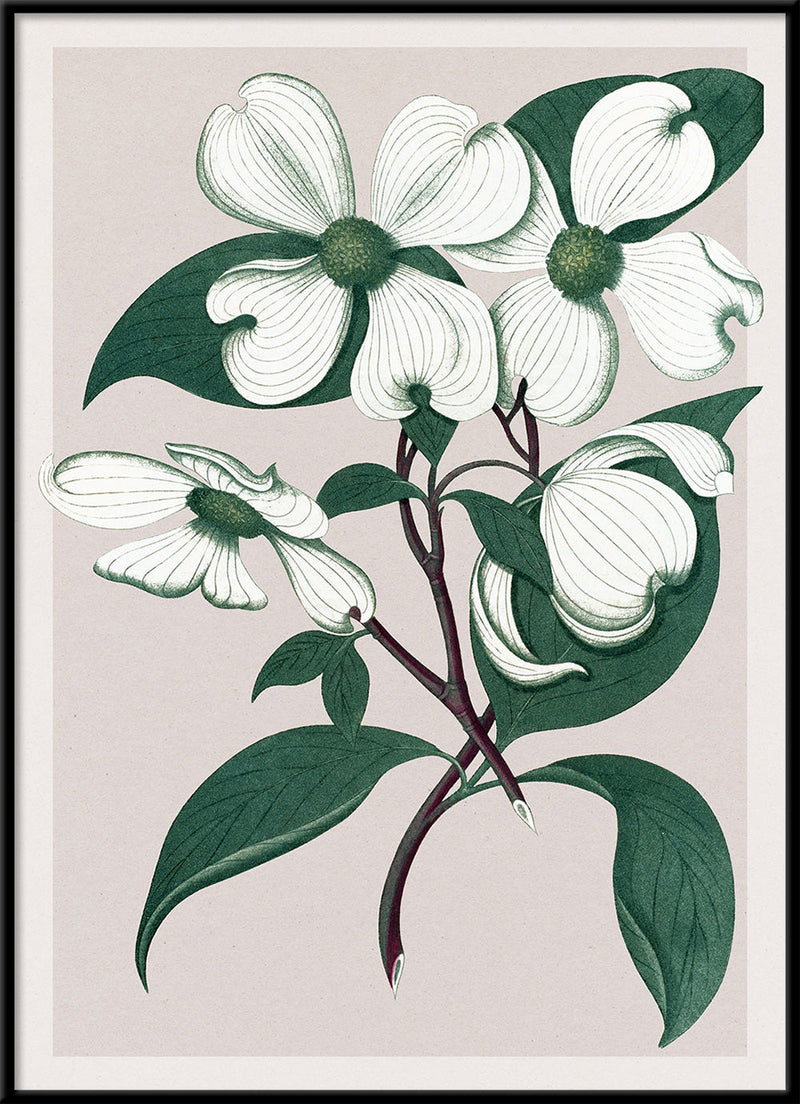 Cornus Florida