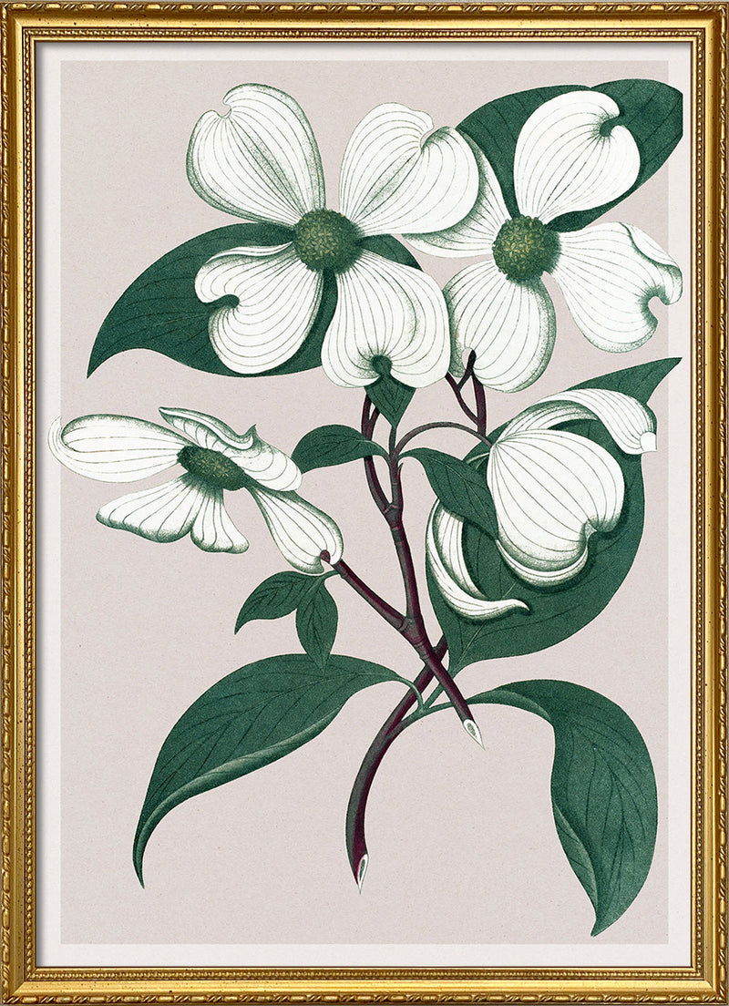 Cornus Florida