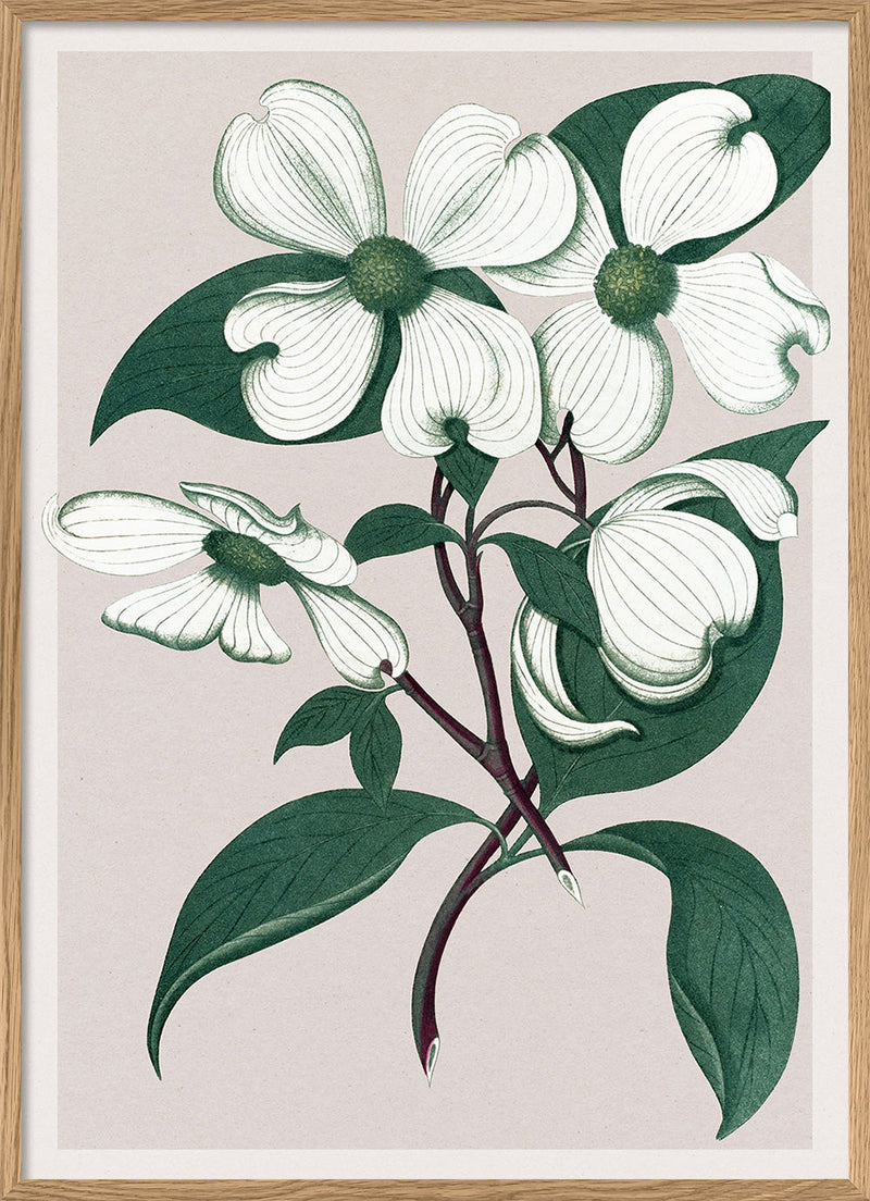 Cornus Florida