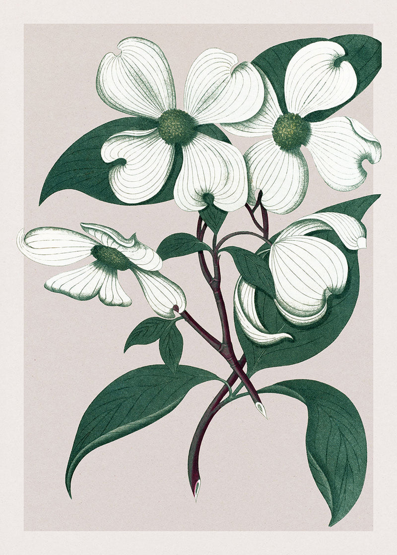 Cornus Florida