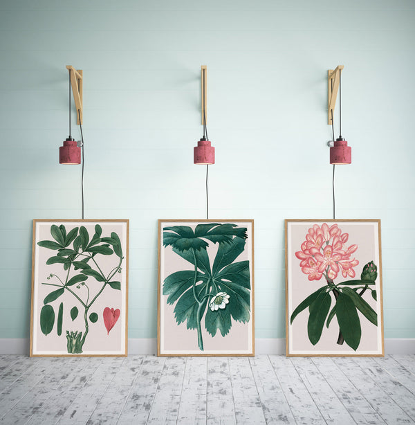 Rhododendrum Maximum