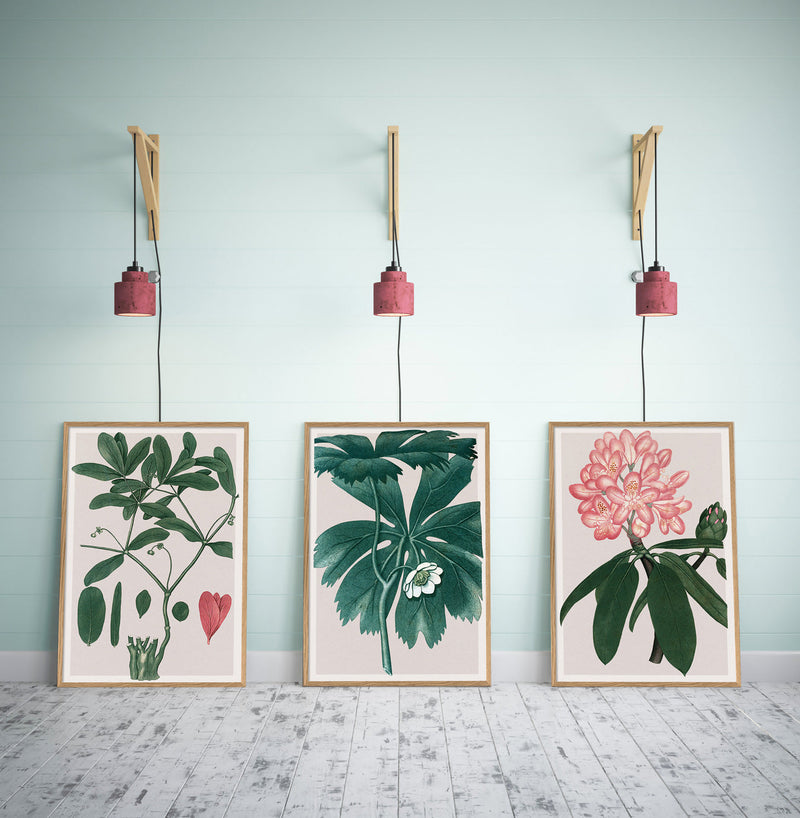 Euphorbia Ipecacuanha