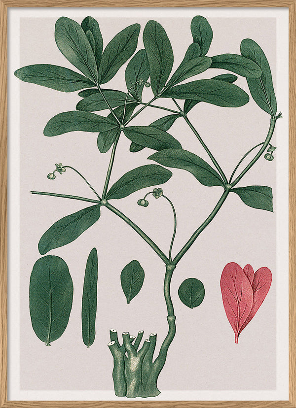 Euphorbia Ipecacuanha