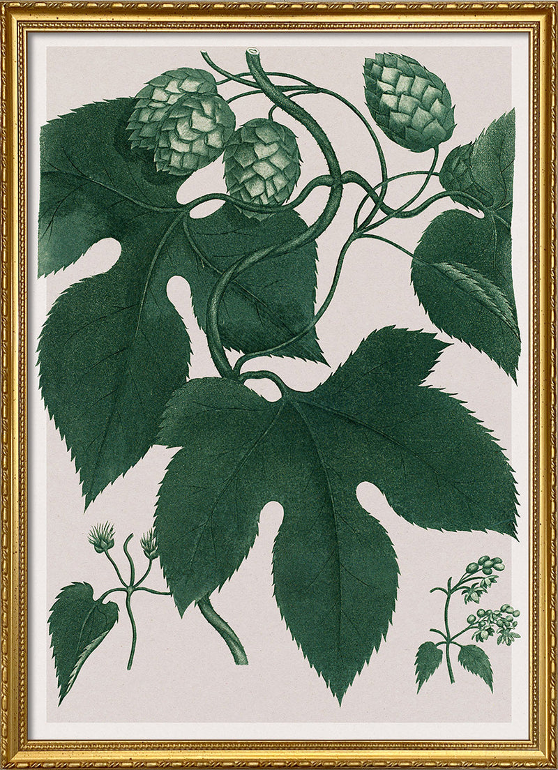 Humulus Lupulus