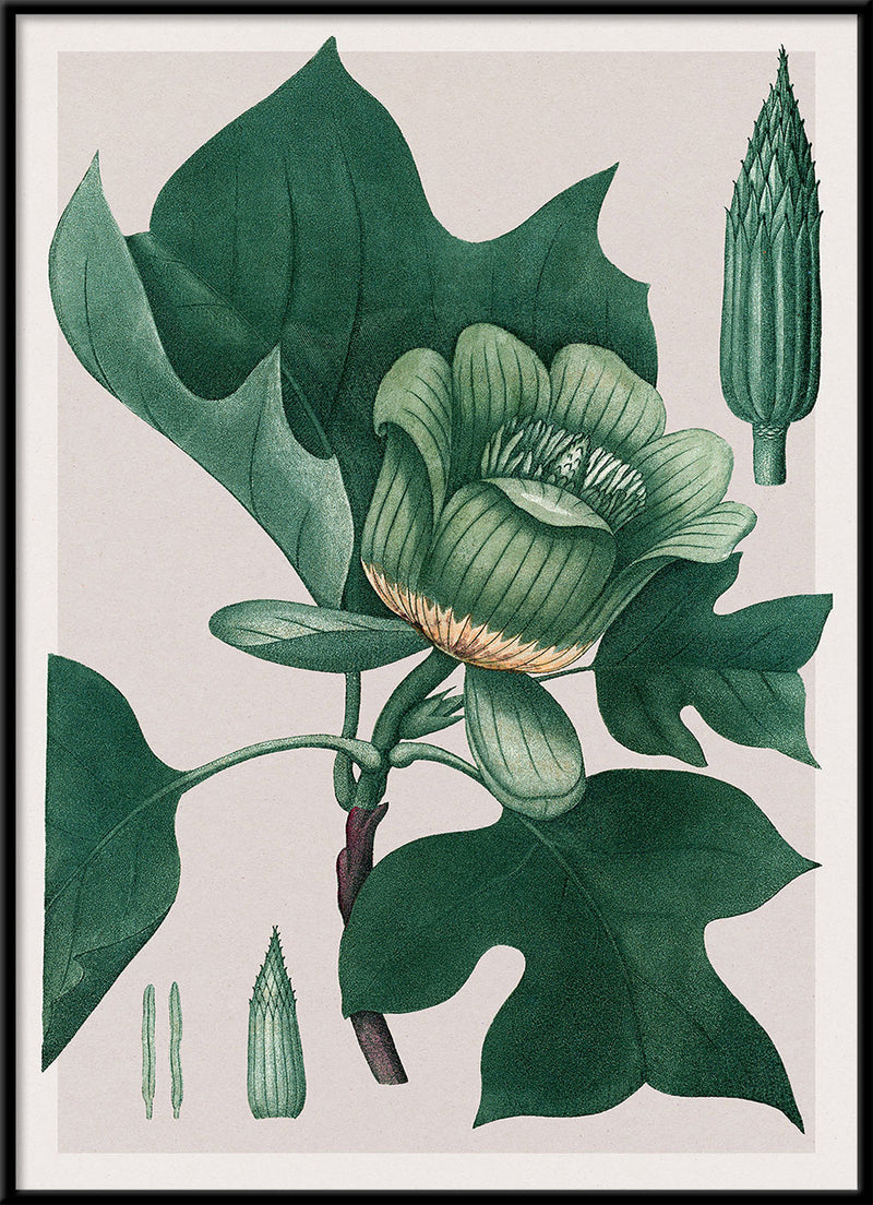 Liriodendron Tulipifera